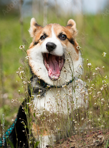 Tableau sur toile Funny yawning Corgi puppy sitting in a spring flower meadow.