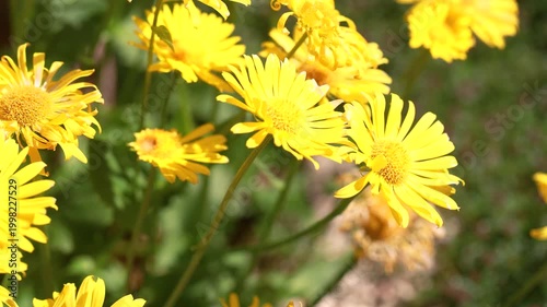 Yellow chamomile Anthemis tinctoria flowers swaying in wind in spring garden with bright floral detail
