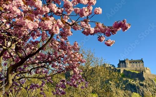A view of Edinburgh Castle under a blue sky in spring with pink cherry blossom in the foreground. 