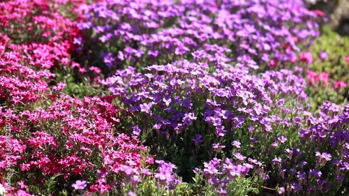 Colorful flowering groundcover plants in spring garden with red and white blooms in ornamental landscape