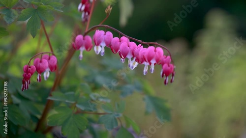 Bleeding heart Lamprocapnos spectabilis flowers moving in wind with pink blossoms spring garden detail