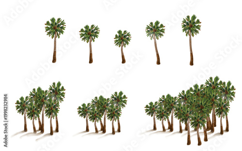 Desenho de Carnaúbas, palmeira do nordeste em floresta e em elementos únicos