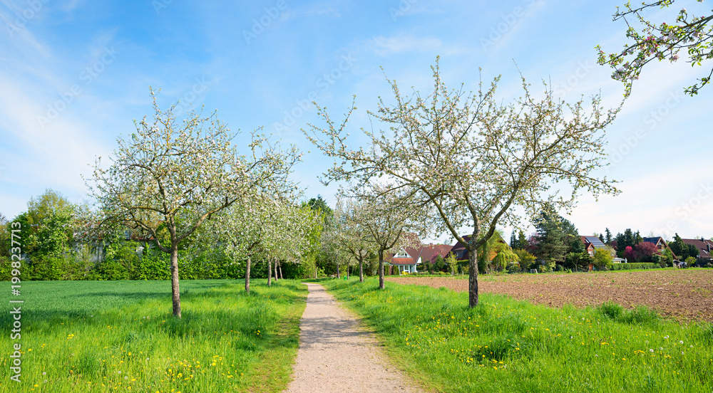 Fototapeta premium walkway between blooming apple trees, outskirts of Vaterstetten, upper bavaria.