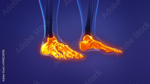 Bild auf Leinwand Anatomy of the human foot