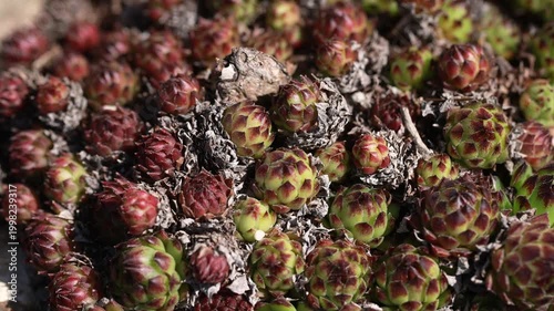Young houseleek Sempervivum rosettes top view closeup with green red succulent plants in garden