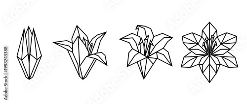 lily , Geometric Origami line art vector set