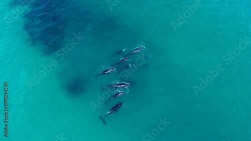 Aerial View of a Pod of Dolphins Swimming in Clear Turquoise Ocean Water.