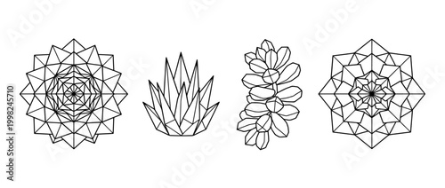 succulent , Geometric Origami line art vector set
