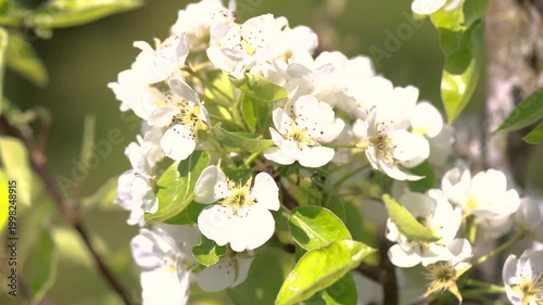 Blooming apple tree Malus domestica with white blossoms closeup in spring soft light garden detail