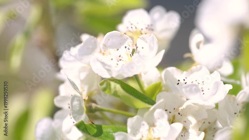 Blooming apple tree Malus domestica with white blossoms closeup in spring soft light garden detail