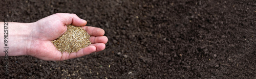 Photos A handful of grass seeds in a man's palm over the soil