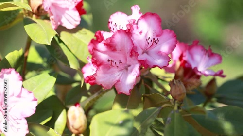 Blooming rhododendron Rhododendron hybridum with pink white flowers in spring garden soft light