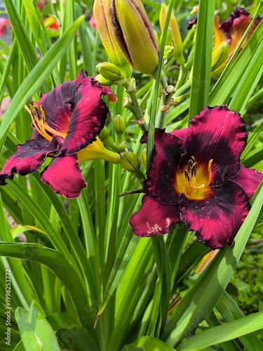 Obraz na plátně A two-tone dark purple daylily flower blooms in the garden in summer