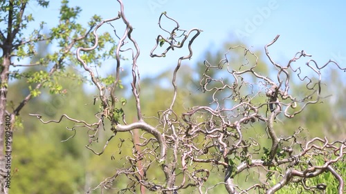Curly willow Salix matsudana tortuosa branches in spring garden with twisted shapes and natural detail