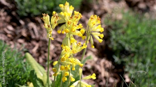 Blooming cowslip Primula veris in spring garden with yellow flowers and natural woodland detail