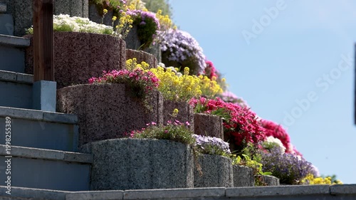Colorful flowering groundcover plants in spring garden with red and white blooms in ornamental landscape