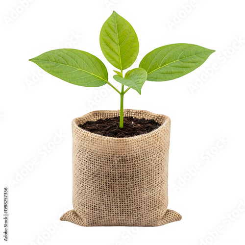 Young green plant sprouting in a small wooden pot