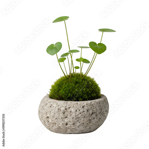 Small bonsai plant in a stone pot with green leaves