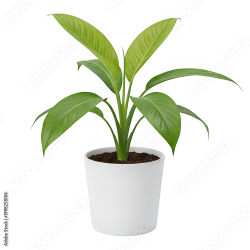 Healthy green plant in a white pot