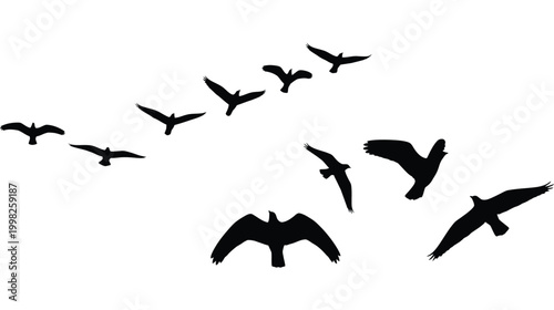 A flock of birds in flight presented as a striking silhouette