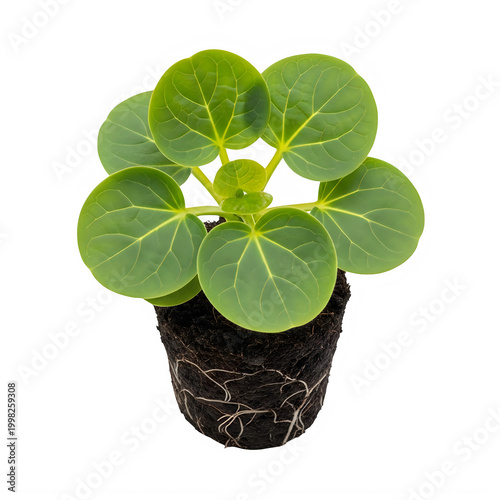 Small green plant with white flowers in a black pot