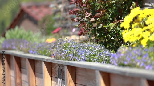 Spring flowers in wooden garden bed with yellow daisies and blue myosotis blooming in sunny backyard