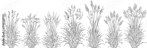 Minimalist pampas grass line art collection, hand drawn botanical cereal plant sketches, 7 decorative wild grass vector elements for wedding stationery