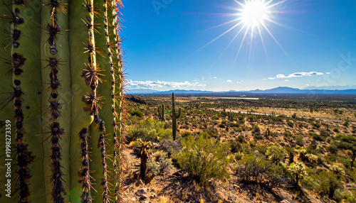 Close-up of green cactus spines under bright sunlight in desert