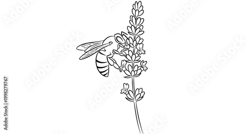 Bee collecting nectar from lavender flower.