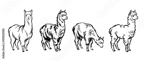 alpaca , Traditional Chinese Brush , strokes swirl style