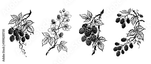 blackberry , Traditional Chinese Brush , strokes swirl style