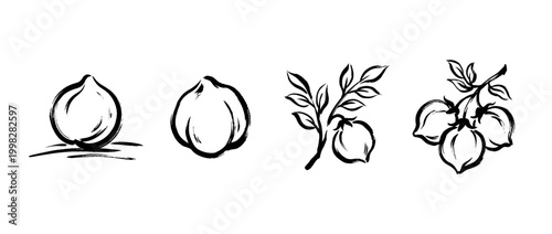 chickpea , Traditional Chinese Brush , strokes swirl style