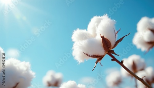 White cotton balls grow on branches against bright blue sky with sun rays. Natural fibers are ready for harvest in sunny weather. Soft plant material is fluffy and pure.