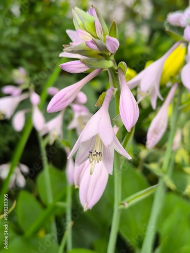 Flowers on thin stems of hostas in the garden in summer
