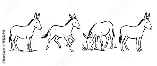 donkey , Traditional Chinese Brush , strokes swirl style