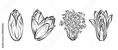 endive , Traditional Chinese Brush , strokes swirl style