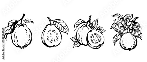 guava , Traditional Chinese Brush , strokes swirl style