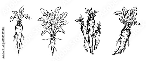 horseradish , Traditional Chinese Brush , strokes swirl style