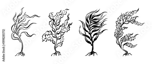 kelp , Traditional Chinese Brush , strokes swirl style