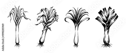 leek , Traditional Chinese Brush , strokes swirl style