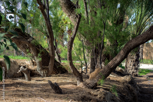 Fotografija Serene woodland with dense pine trees and leafy underbrush in natural sunlight