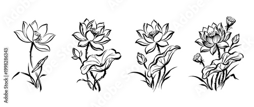lotus , Traditional Chinese Brush , strokes swirl style