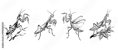 mantis , Traditional Chinese Brush , strokes swirl style