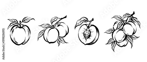 nectarine , Traditional Chinese Brush , strokes swirl style