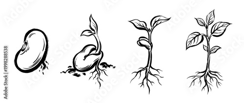 seed , Traditional Chinese Brush , strokes swirl style