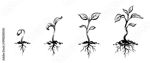 seedling , Traditional Chinese Brush , strokes swirl style
