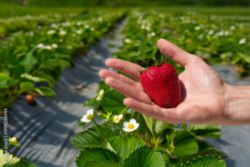 A hand holds a large, fresh, ripe red strawberry in a field.