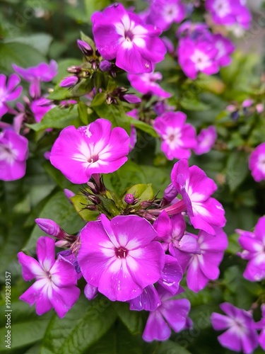 Purple phlox flowers bloomed on a summer day in the garden against a backdrop of green leaves.