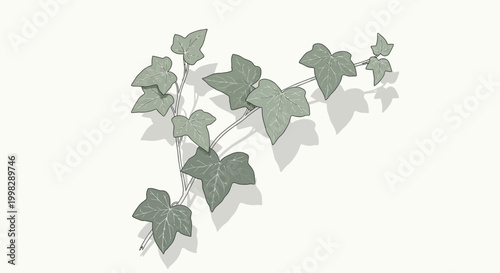 Green Ivy Leaves Isolated on White.
