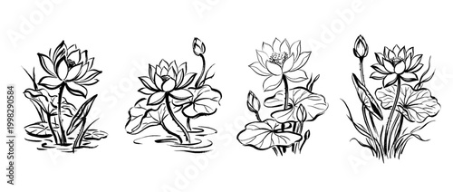 water lily , Traditional Chinese Brush , strokes swirl style
